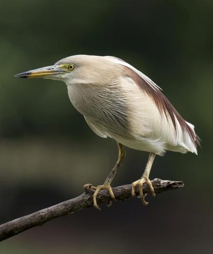 pond-heron-breeding-plumage 